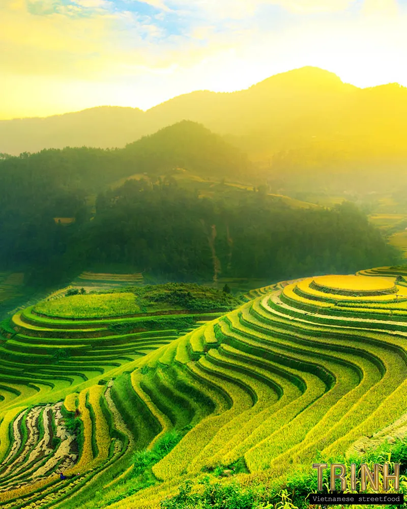 Vietnamese rijstterrassen op een heuvel bij zonsopgang.